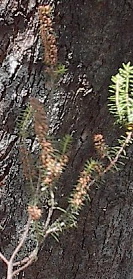 75 - Urze (Erica scoparia).