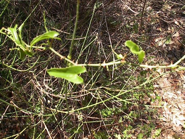 Salsaparrilha-bastarda Carvalhiça Smilax aspera L. Quercus lusitanica Lam. Fig. 77 - Tasneira (Senecio jacobea L.).