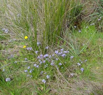 No concelho de Vendas Novas foi observada em incultos e bermas de caminhos. Esta planta anual tem floração entre a Primavera e Verão.