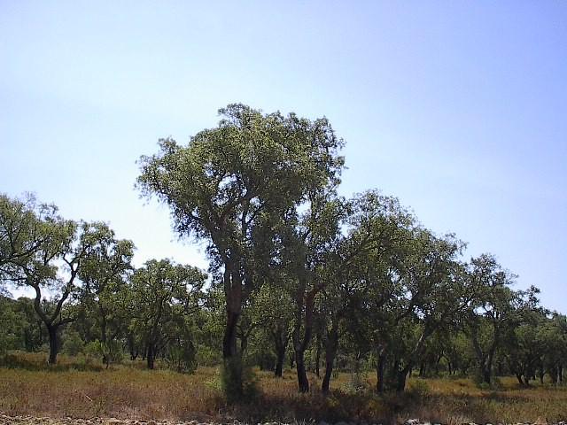 É uma planta com valor ornamental que pode ser utilizada em jardins e na recuperação de áreas degradadas. Fig. 88 - Montado de sobreiro (Quercus suber L.).