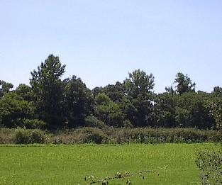 Fig. 89 - Amial que se desenvolve ao longo da ribeira da Marateca na zona sul do concelho. Nos amiais abundam os amieiros (Alnus glutinosa (L.) Gaertn.
