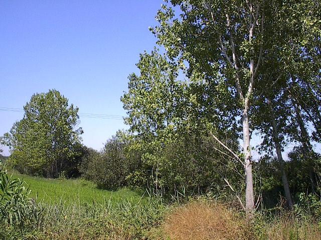 Fig. 91 - Vegetação arbórea ripícola na ribeira da Marateca que atravessa a zona sul do concelho.