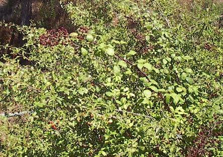 Funcho Silva Rubus ulmifolius Schott Foeniculum vulgare Miller Fig. 44 -Silva (Rubus ulmifolius Schott). Fig. 45 - Funcho (Foeniculum vulgare Miller).