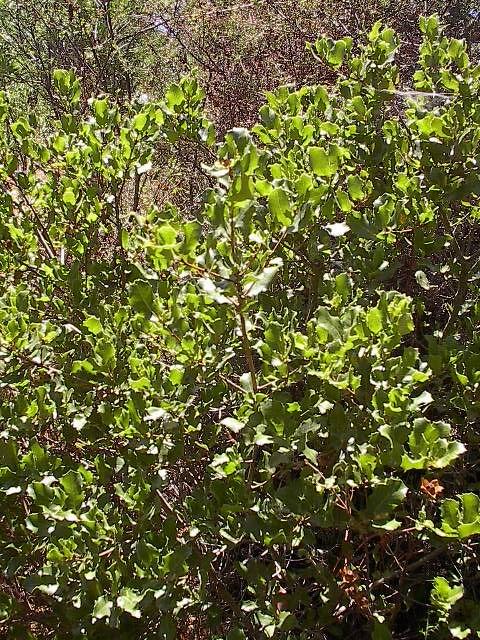 Quercus coccifera L. Mentha pulegium L. Fig. 51 - Poejo (Mentha pulegium L.) Fig. 50 Carrasco (Quercus coccifera L.