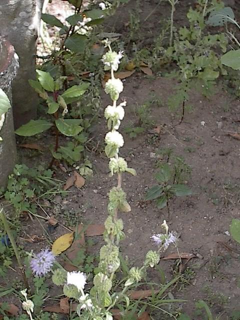 Esta planta tem floração primaveril e é utilizada como planta medicinal e também na recuperação de áreas degradadas.