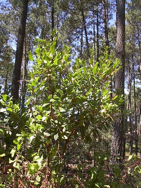 Thymus capitellatus Hoffmanns. & Link Fig. 52 - Medronheiro (Arbutus unedo L.) - Landeira Planta da família das Ericáceas que ocorre nos matagais e bosquetes.