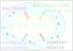 Biorremediação É o uso de micróbios vivos para transformas substâncias indesejáveis e prejudiciais em substâncias de composições não tóxicas.