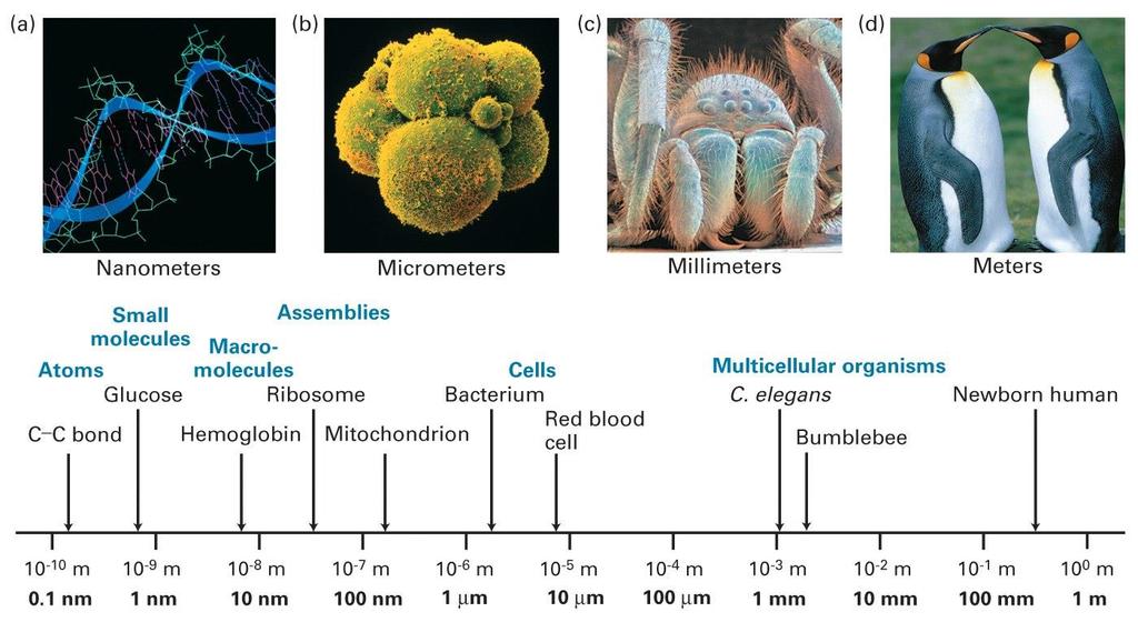 Tamanhos relativos das células Células Raios-X Microscópio