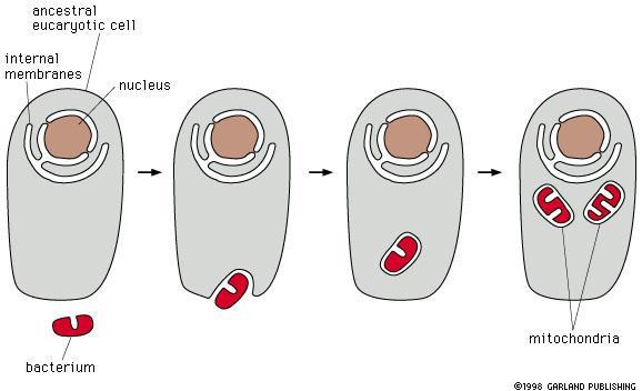 Mitocôndria: origem Membranas internas Células ancestral
