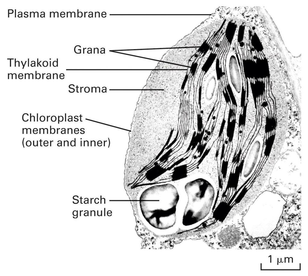 Cloroplastos Encontrados apenas em células de plantas e algas; Estrutura mais complexa que das mitocôndrias: além das duas membranas