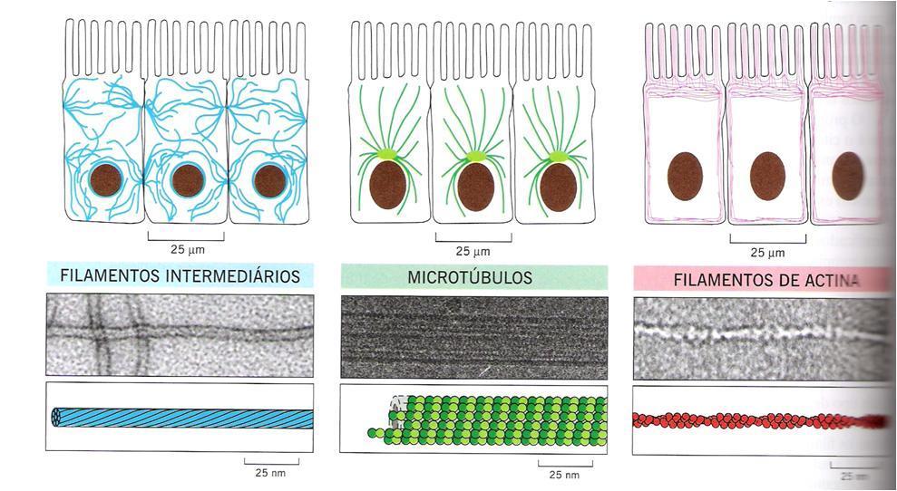 Distribuição dos filamentos do citoesqueleto