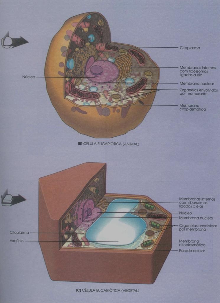 Células