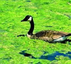 FLORAÇÕES E TOXINAS NÃO TÓXICAS - Formação de grande quantidade de biomassa - pode ocorrer alteração no sabor da água e dos peixes - gosto de terra: