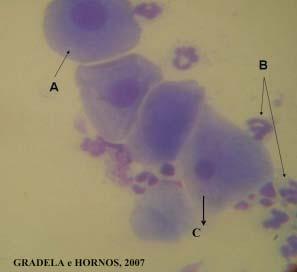 FIGURA 2 Lâmina representativa da colpocitologia de cadelas em diestro normal. A célula parabasal, B neutrófilos e C célula intermediária.