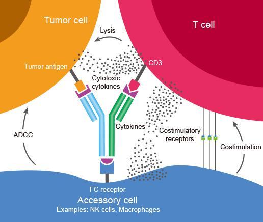 mabs bi-específicos BiTE (Bi-specific T-cell engagers) promovem uma sinapse citolítica entre CTLs e a célula