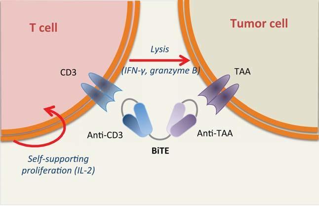 Estimulação de CD3 ativa CTLs e faz com que degranulem perforinas e granzimas na célula tumoral.