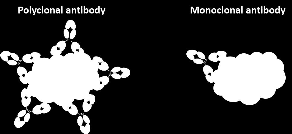Imunoterapia a partir de anticorpos monoclonais (mabs) Anticorpos monoclonais (mab ou moab) são anticorpos monoespecíficos secretados a partir de plasmócitos idênticos que