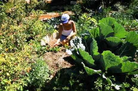 - envolvimento da comunidade e escolas - segurança alimentar - economia - resíduos da horta alimentam pequenos animais Proteína Criação de pequenos animais para