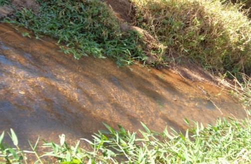 Essa tipo de formação florestal mantém permanentemente as folhas (perenifólia), não apresentando queda significativa das folhas durante a estação seca.