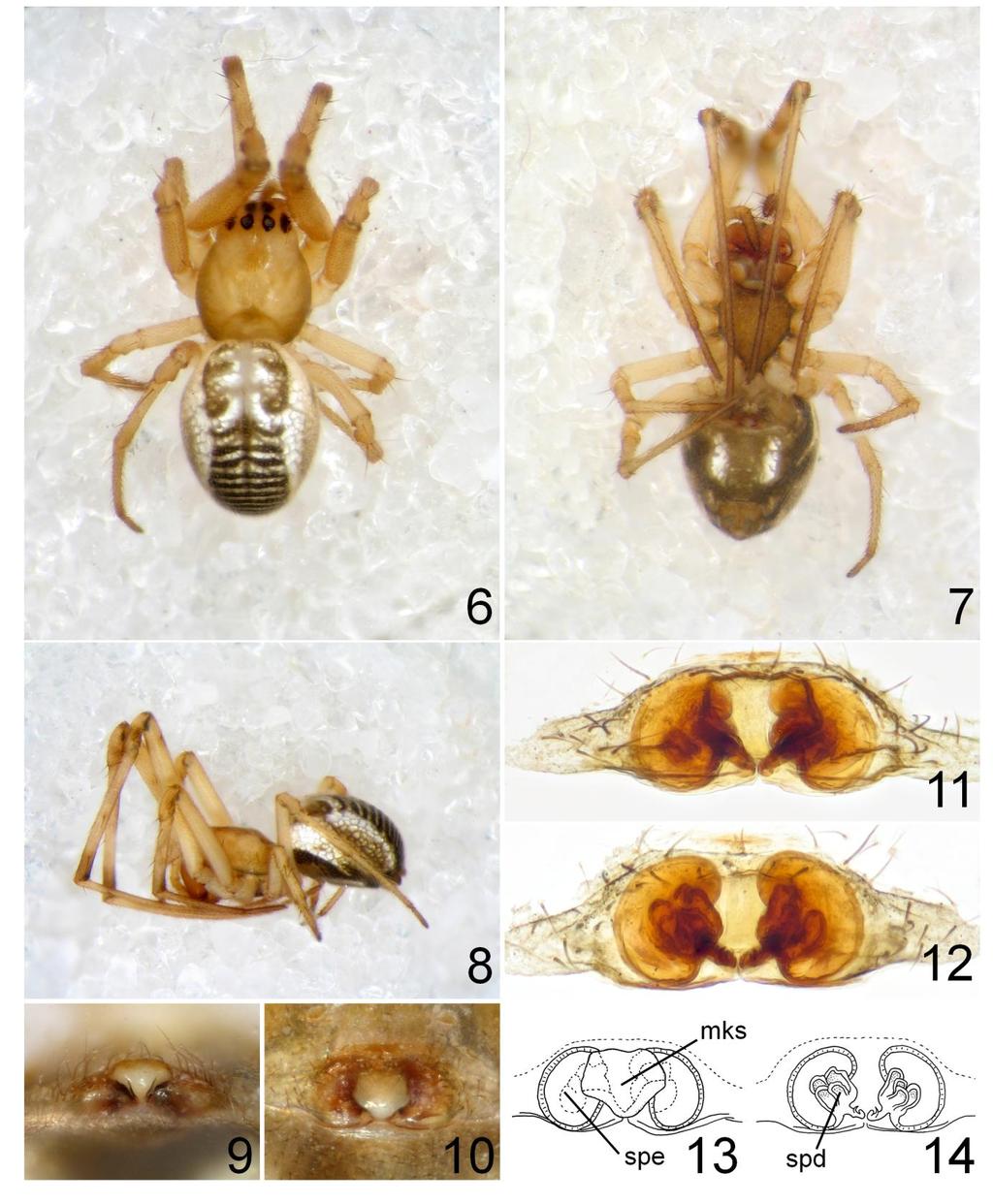 18 Figuras 6-14. Fêmea de Chrysometa aramba Levi, 1986. 6 - Vista dorsal. 7- Vista ventral. 8 - Vista Lateral. 9 - Epígeno em vista posterior.