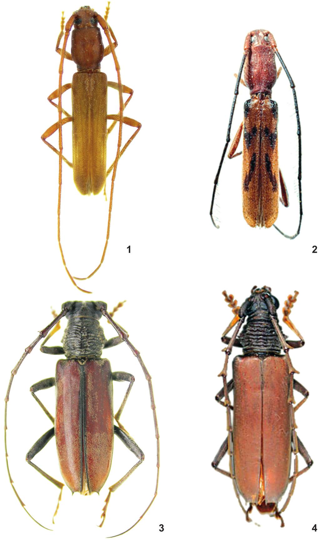 Papéis Avulsos de Zoologia, 51(11), 2011 191 Figuras 1 4: 1. Macroeme similis sp. nov., holótipo macho, comprimento total, 11,9 mm; 2. M. cylindrica (Thomson, 1857), holótipo macho, fotografia de J.