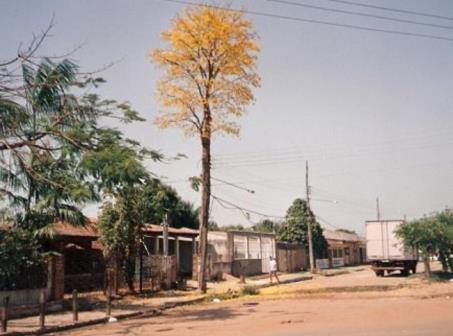 Número/sementes/peso: 66000/Kg Exigência em luminosidade: Exigente em luz. Potencial Paisagístico: Curiosidades: Muito apropriada à arborização urbana devido a beleza de suas flores. 1.