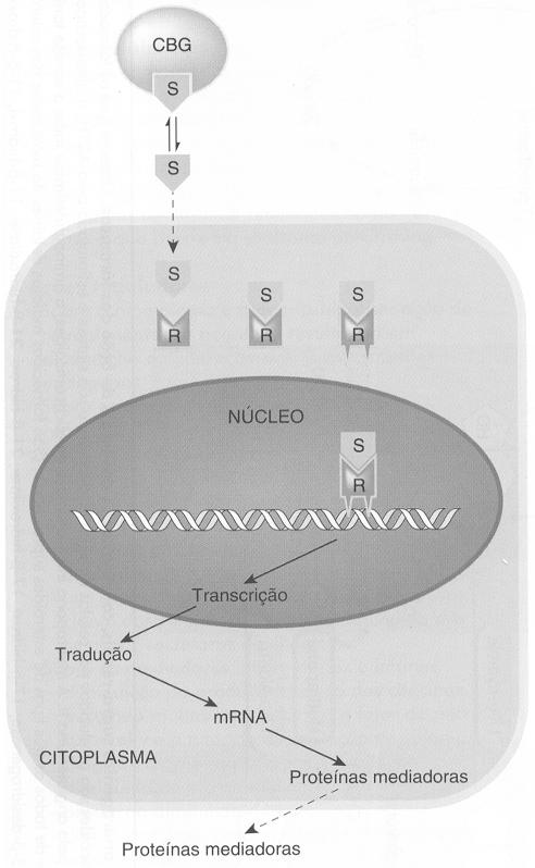 Estímulo Inflamatório Proteinas pró inflamatórias Ativação de fatores de transcrição Principais Compostos e Formas Farmacêuticas Hidrocortisona IV, pomadas e cremes Prednisona via oral Prednisolona