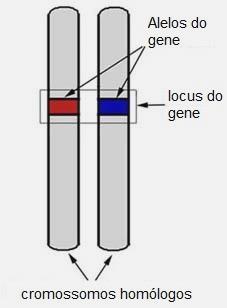 ALGUNS CONCEITOS BÁSICOS Haplóide: Constituído por uma cópia de cada cromossomo Diplóide: Constituído por duas cópias de cada