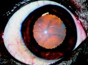 A B FIGURA 1 Superfície ocular normal. (A) olho de cão e (B) olho de gato. Observa-se córnea transparente e conjuntiva com ausência de sinais de inflamação (A) (B). Fonte: PIGATTO, J. A. T.