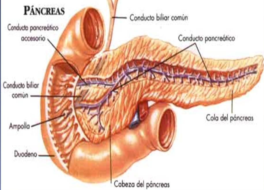 Dividido topograficamente em cabeça, corpo e cauda, contém em toda sua extensão os