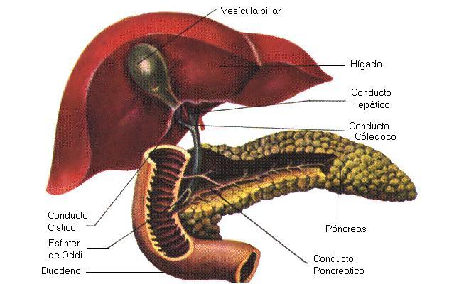 Este duto principal se encontra com o duto colédoco, vindo da vesícula trazendo a bile, e se abre no