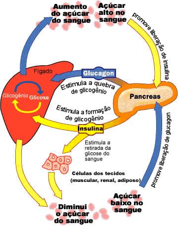 Hiperglicemia produção de insulina Joga glicose no sangue