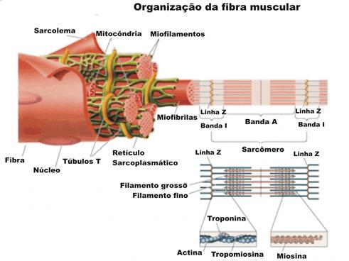 Sarcômero Sarcômero: unidade