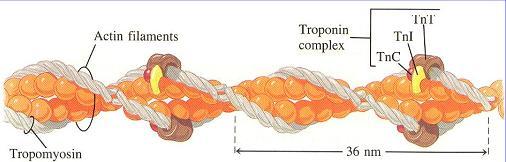 Actina (Banda I) Representa 20 a 25% das proteínas no milofilamentos Proteínas Reguladoras: Tropomiosina e