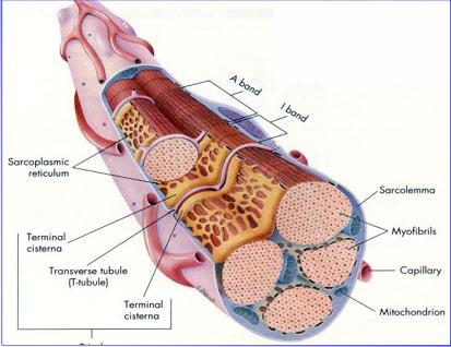 Estrutura Muscular 4.1.