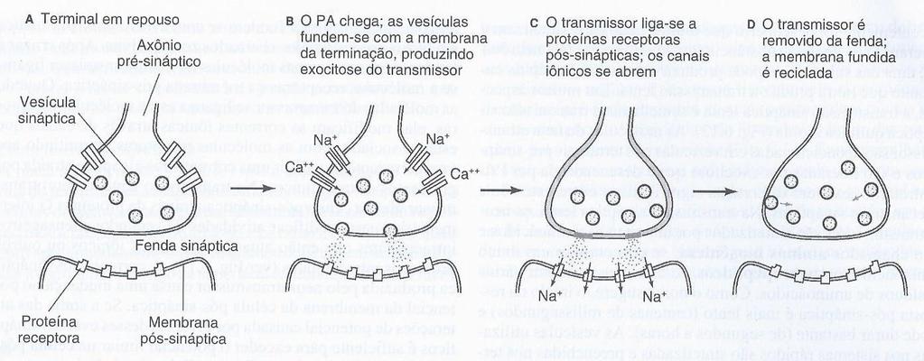 Sinapse química Mecanismo de