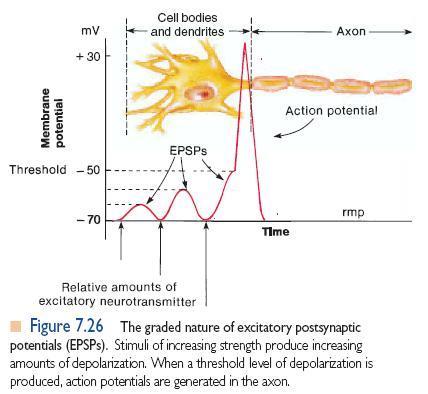 Biopotenciais presentes nas sinapses