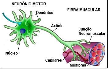 JUNÇÃO NEUROMUSCULAR Sinapse entre o axônio do neurônio motor e a fibra muscular Motoneurônio neurônio que