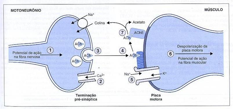 Seqüência de etapas na transmissão neuromuscular 1. PA se propaga até terminação pré-sináptica. 2. Abre canais de Ca voltagem dependentes. Influxo de cálcio. 3. Exocitose da Ach. 4.
