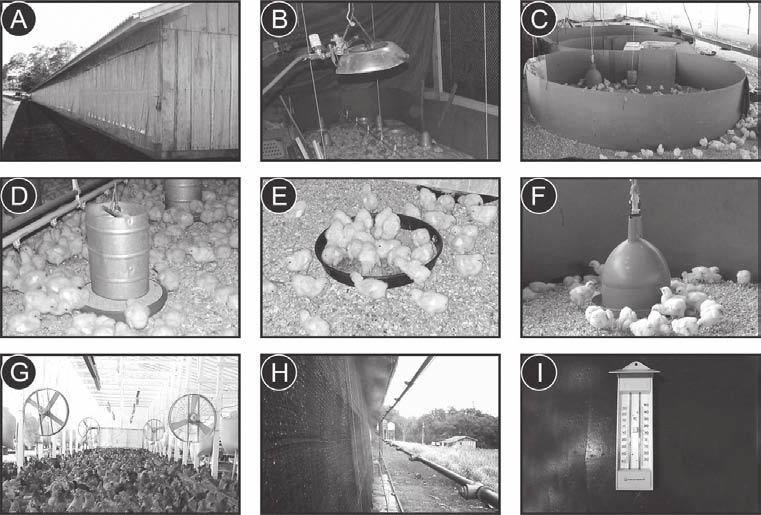 Equipamentos Em qualquer atividade avícola, por mais rústica que seja, os equipamentos são fundamentais.