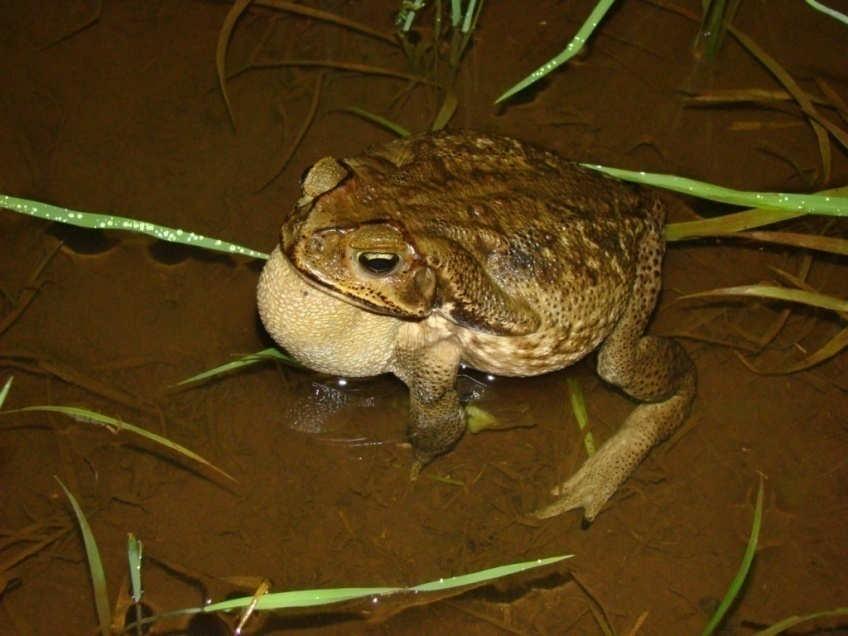 Família Bufonidae Rhinella schneideri Sapo-boi, sapo-cururu TAMANHO: 120 mm (macho) OCORRÊNCIA: Região sul, sudeste e central do Brasil. Comum em área urbana.