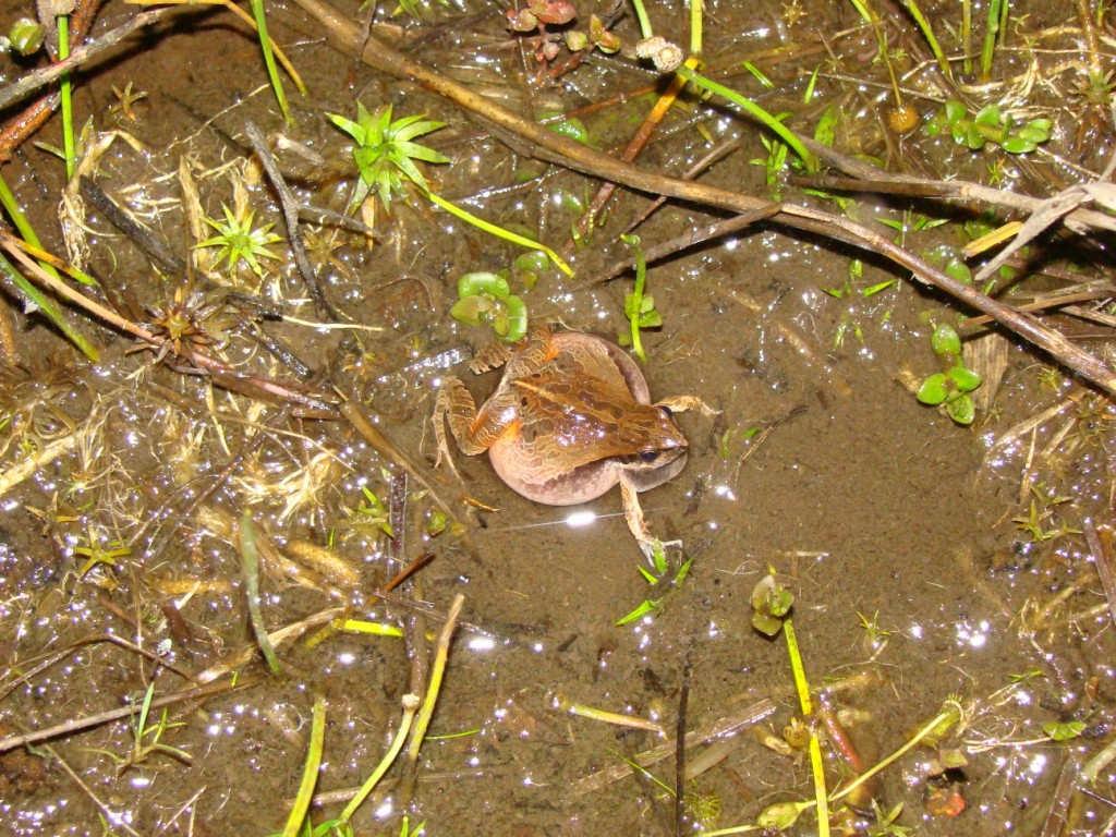 Família Leiuperidae Physalaemus cuvieri Foi-não-foi TAMANHO: 30