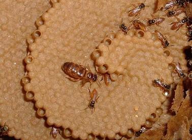 BIOLOGIA DAS ABELHAS SEM FERRÃO Ferrão reduzido