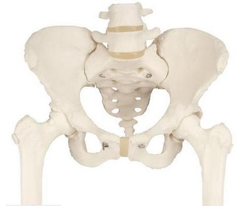 Articulação do quadril com fêmur https://www.3bscientific.com.br/esqueleto-pelvico-feminino-com-cabecas-de-femur-moveisa62,p_31_125.