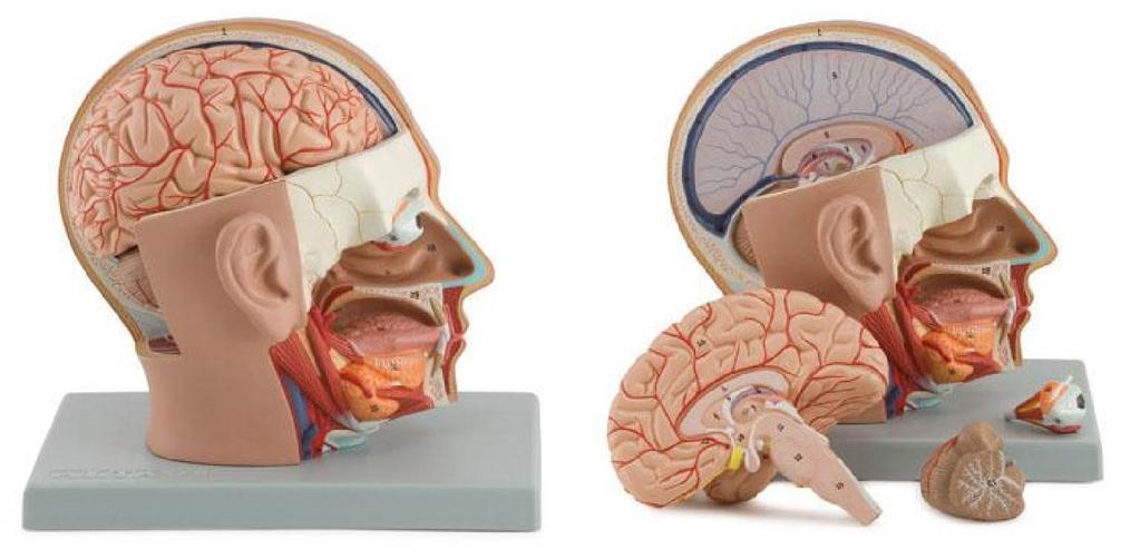 Cabeça dissecada - Altay Scientific http://www.altayscientific.com/en/products/details/6030.03 Modelo anatômico que representa a cabeça e o pescoço de um ser humano adulto.