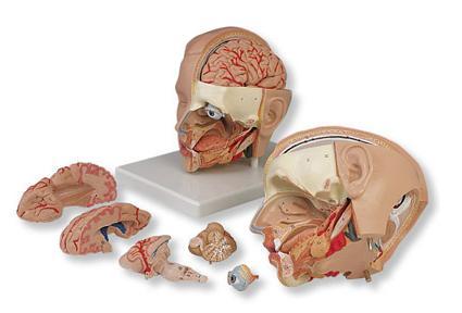 Cabeça dissecada 3B Scientific https://www.3bscientific.com.br/modelo-de-cabeca-de-luxo-6-partes-c091,p_32_231.