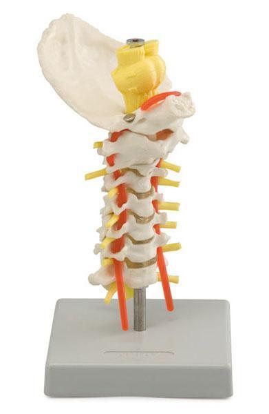 Coluna vertebral cervical Altay Scientific http://www.altayscientific.com/en/products/details/6041.85 Este modelo representa a coluna vertebral cervical em uma base.