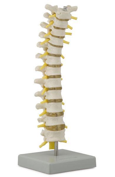 Coluna vertebral torácica Altay Scientific http://www.altayscientific.com/en/products/details/6041.