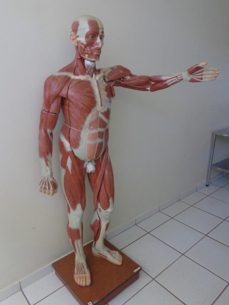 Corpo muscular Fonte: arquivo da seção de apoio laboratorial Este modelo representa um ser humano completo em tamanho real montado sobre uma base.