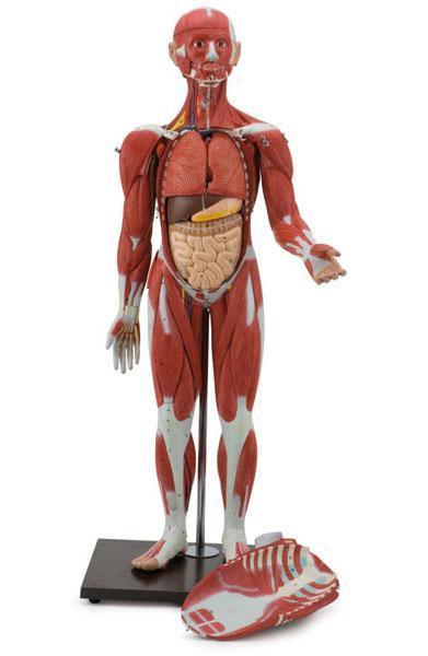 Corpo muscular Altay Scientific http://www.altayscientific.com/en/products/details/6000.56 Este modelo representa um ser humano completo montado sobre uma base.